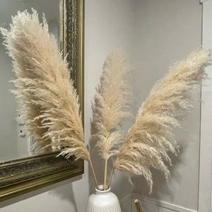 Pampas Grass - Fluffy 3’